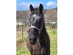 Adopt Eve a Tennessee Walker