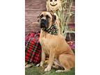 Adopt Delilah a Tan/Yellow/Fawn - with Black Mastiff / Mixed dog in Niagara