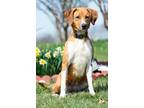Adopt Isabelle a Coonhound, Mixed Breed