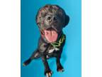 Adopt Bubba a Black Pit Bull Terrier / Mastiff / Mixed dog in Chula Vista