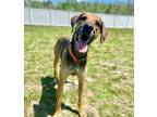 Adopt Danny Boy~s23/24-0021 a Brown/Chocolate Hound (Unknown Type) / Mixed dog