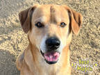 Adopt Colton a Red/Golden/Orange/Chestnut Mixed Breed (Large) / Mixed dog in