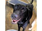 Adopt Falco a Black Labrador Retriever / Mixed dog in Edinburg, TX (38109498)