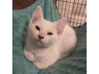 Adopt Crema a White Domestic Shorthair / Mixed cat in St.