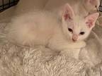 Adopt Leche a White Domestic Shorthair / Mixed (long coat) cat in St.
