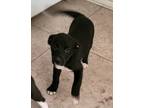 Adopt Cleo a Black Labrador Retriever / Mixed Breed (Medium) / Mixed (short