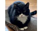 Adopt Butch a Black & White or Tuxedo Domestic Shorthair (short coat) cat in