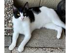 Adopt Oreo a Domestic Shorthair / Mixed (short coat) cat in Spring