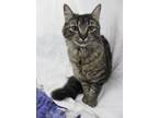 Adopt Dani a Brown Tabby Domestic Longhair (long coat) cat in Missoula