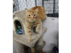 Adopt Monte a Orange or Red Tabby Domestic Shorthair (short coat) cat in