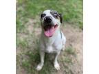 Adopt Hades a White Mixed Breed (Large) / Mixed dog in Covington, LA (38291660)