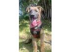 Adopt Koda a Tan/Yellow/Fawn - with Black German Shepherd Dog / Mixed dog in