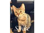 Adopt Spike a Domestic Shorthair (short coat) cat in Ferndale, MI (38327004)