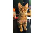 Adopt Sparkle a Domestic Shorthair (short coat) cat in Ferndale, MI (38327003)