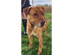 Adopt Loretta HW(-) a Brown/Chocolate American Pit Bull Terrier / Shepherd