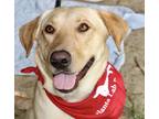 Adopt Nala a Tan/Yellow/Fawn Labrador Retriever dog in Atlanta, GA (38354990)