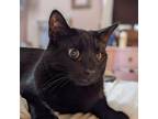Adopt Blinkin a All Black Domestic Shorthair / Mixed cat in Washington