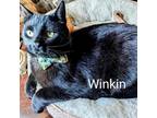 Adopt Winkin a All Black Domestic Shorthair / Mixed cat in Washington