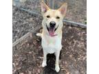 Adopt Gilbert a Tan/Yellow/Fawn Shepherd (Unknown Type) / Husky / Mixed dog in