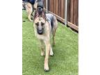 Adopt Samantha a German Shepherd Dog / Mixed dog in Waxahachie, TX (38142433)