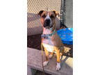 Adopt Mose a Tan/Yellow/Fawn Mixed Breed (Large) / Mixed dog in Cincinnati