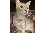 Adopt Carol a Gray or Blue Domestic Shorthair / Domestic Shorthair / Mixed cat