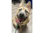 Adopt Baine a Tan/Yellow/Fawn American Pit Bull Terrier / Chow Chow / Mixed dog
