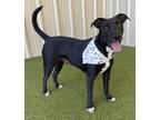 Adopt Amelia a Black American Pit Bull Terrier / Mixed dog in Wichita Falls
