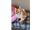 Adopt Sandy a Orange or Red (Mostly) Domestic Shorthair (short coat) cat in