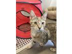 Adopt Cece -Stratford a Brown or Chocolate Domestic Shorthair / Domestic