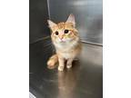 Adopt Tiger a Domestic Longhair / Mixed (short coat) cat in Henderson