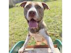 Adopt Yoshi 23517 a Mixed Breed (Large) / Mixed dog in Escanaba, MI (38368447)