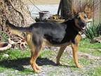 Adopt BAILEE a Black - with Tan, Yellow or Fawn German Shepherd Dog / Mixed dog