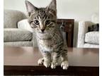 Adopt Seamus a Brown Tabby Domestic Shorthair (short coat) cat in Byron Center