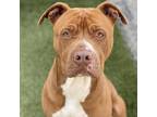 Adopt Seamus a Pit Bull Terrier / Mixed dog in Long Beach, CA (38022647)