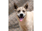 Adopt Joey a White Akita / Mixed dog in Toccoa, GA (38340051)
