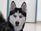 Adopt Alaska a Gray/Blue/Silver/Salt & Pepper Husky / Mixed dog in Freeport