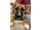 Adopt Germa a German Shepherd Dog