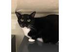 Adopt Jen Linley a Black & White or Tuxedo Domestic Shorthair (short coat) cat