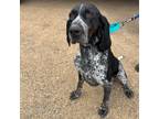 Adopt Denver a Black Bluetick Coonhound / Mixed dog in Pequot Lakes