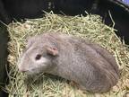 Adopt Zom a Silver or Gray Guinea Pig (long coat) small animal in Farmersville