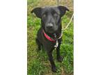 Adopt RUBY a Labrador Retriever, Terrier