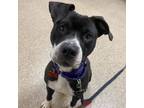 Adopt Chelsea a American Staffordshire Terrier