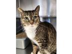Adopt Pixie a Brown or Chocolate Domestic Shorthair / Domestic Shorthair / Mixed