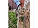 Adopt Earth-bender a Tiger Striped American Shorthair (short coat) cat in