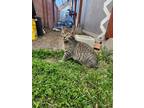 Adopt Simla a Tiger Striped American Shorthair (short coat) cat in Fullerton