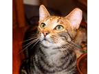 Adopt BOBBY and SAMMY a Tiger Striped Exotic (short coat) cat in Columbus