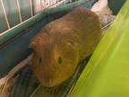 Adopt Agnes a Red Guinea Pig (short coat) small animal in Farmersville