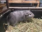 Adopt Bea a Silver or Gray Guinea Pig (long coat) small animal in Farmersville