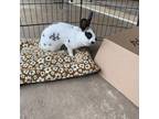 Adopt Aiko a English Spot / Mixed rabbit in Port Richey, FL (33211879)